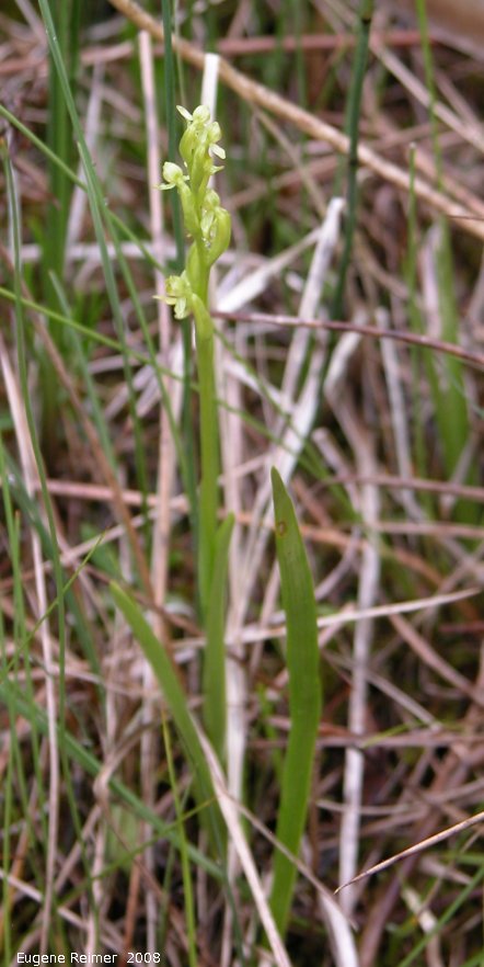 IMG 2008-Jul16 at the WagnerBog near Edmonton:  Northern green bog-orchid (Platanthera aquilonis) plant bad