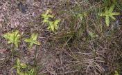 Butterwort: leaves