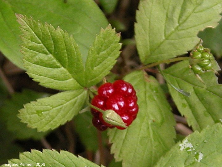 IMG 2008-Jul16 at the WagnerBog near Edmonton:  Dewberry (Rubus pubescens) plant with ripe fruit
