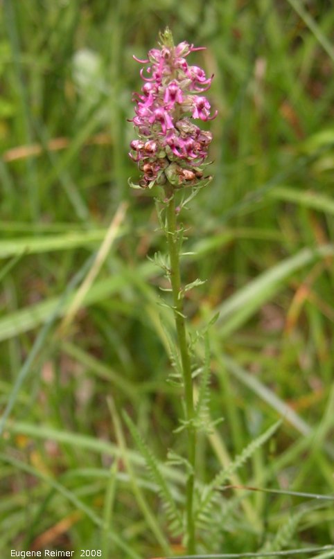 IMG 2008-Jul16 at the WagnerBog near Edmonton:&nbsp; Elephants-head lousewort (Pedicularis groenlandica) plant