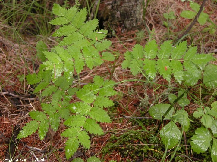 IMG 2008-Jul16 at the WagnerBog near Edmonton:&nbsp; unidentified
