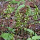 Early coralroot: multiple plants with pods fresh and old
