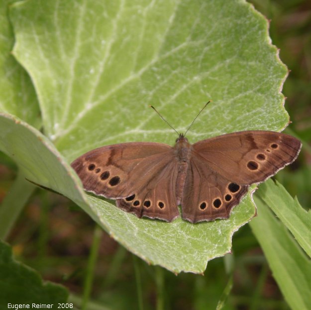IMG 2008-Jul16 at the WagnerBog near Edmonton:&nbsp; Northern pearly-eye butterfly (Enodia anthedon) on Arctic coltsfoot (Petasites frigidus)