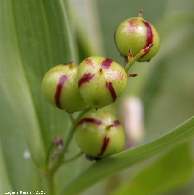 IMG 2008-Jul16 at the WagnerBog near Edmonton:&nbsp; Star-flowered solomons-seal (Maianthemum stellatum) berries