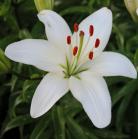 flower-bed: Lily all-white flower