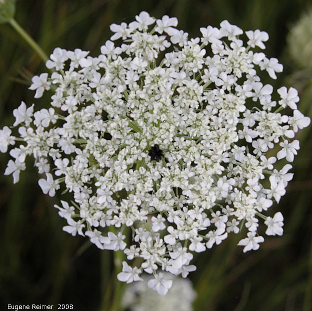 IMG 2008-Aug07 at Winnipeg:&nbsp; Queen-Annes-lace (Daucus carota) flowers