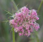 Queen-Annes lace: pink-flowered