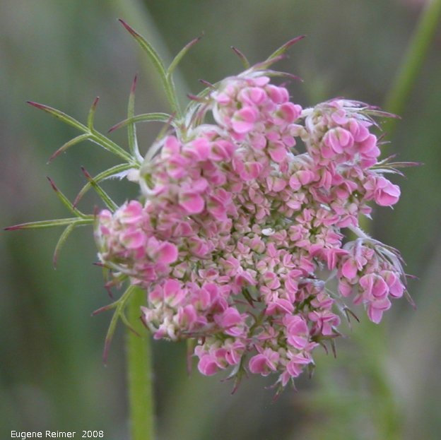 IMG 2008-Aug07 at Winnipeg:  Queen-Annes-lace (Daucus carota) pink-flowered