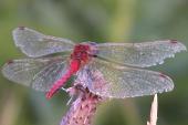 2008aug07 at Winnipeg:  Dragonfly red