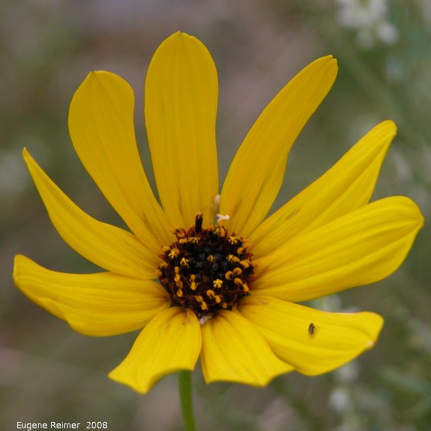 IMG 2008-Aug11 at Steeprock MB:  Sunflower (Helianthus sp) flower-head