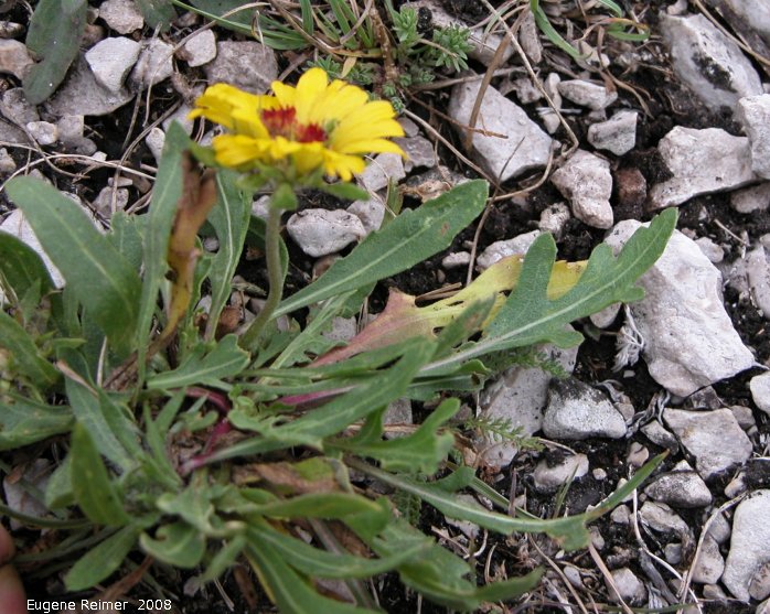 IMG 2008-Aug11 at Steeprock MB:  Common gaillardia (Gaillardia aristata) stunted