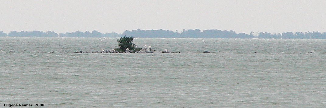 IMG 2008-Aug11 at Steeprock MB:  island with Bird (Aves sp) many