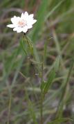 Upland white aster=Oligoneuron album: plant