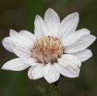 Upland white aster=Oligoneuron album: flower-head