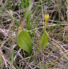Loesels twayblade=Liparis loeselii: plant with pod