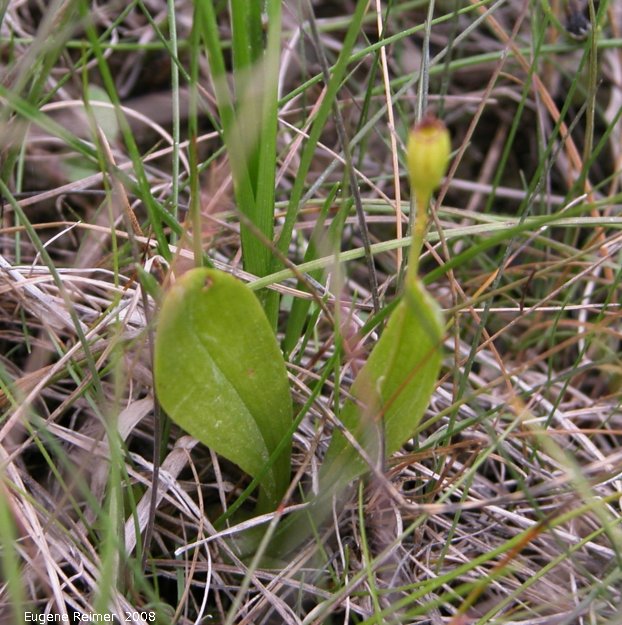 IMG 2008-Aug11 at PR513 W of DauphinRiver:  Loesels false-twayblade (Liparis loeselii) plant with pod