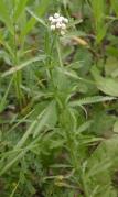 Sneezeweed yarrow=Achillea ptarmica: plant