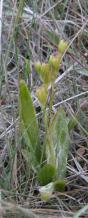 Loesels twayblade=Liparis loeselii: plant with pods
