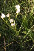 Upland white aster=Oligoneuron album?: foliage