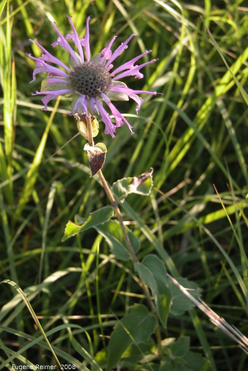 IMG 2008-Aug19 at the riparian part of the Jim and Marcella Towle property near Senkiw-MB:&nbsp; Bergamot (Monarda fistulosa)