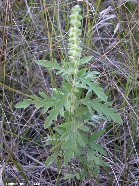 IMG 2008-Aug19 at the tall-grass-prairie part of the Jim and Marcella Towle property near Senkiw-MB:&nbsp; unidentified ?