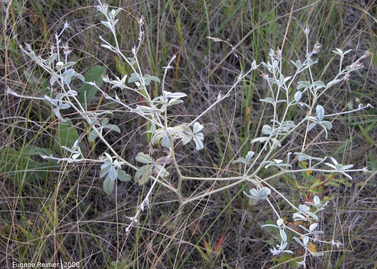 IMG 2008-Aug19 at the tall-grass-prairie part of the Jim and Marcella Towle property near Senkiw-MB:&nbsp; Silverleaf psoralea=Silverleaf indian-breadfruit (Pediomelum argophyllum)