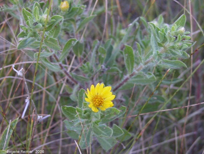 IMG 2008-Aug19 at the tall-grass-prairie part of the Jim and Marcella Towle property near Senkiw-MB:&nbsp; Hairy yellow aster (Chrysopsis villosa)