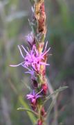 Dotted blazing-star?: