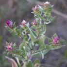 Western silvery aster=Symphyotrichum sericeum: flowers+buds
