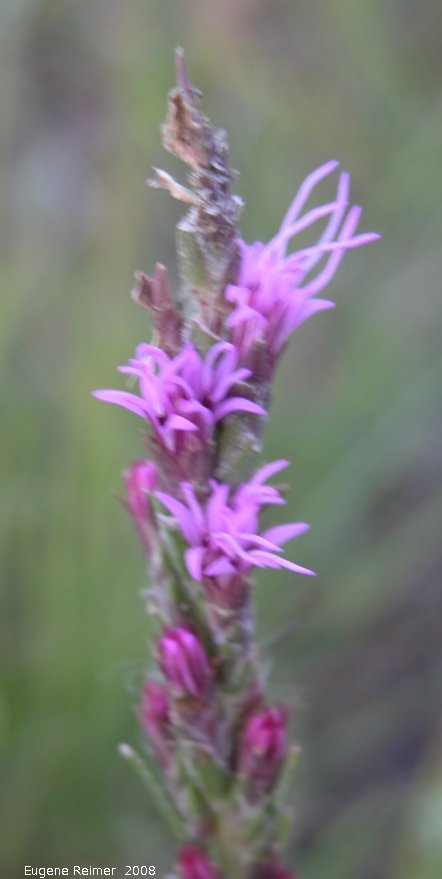 IMG 2008-Aug19 at the tall-grass-prairie part of the Jim and Marcella Towle property near Senkiw-MB:  Dotted blazing-star (Liatris punctata)