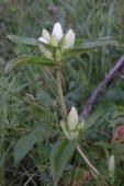 Closed gentian white-form: plant