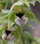 Broad-leaved helleborine=Epipactis helleborine: flowers closer