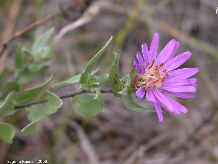 IMG 2008-Aug23 at the Jim and Marcella Towle property near Senkiw-MB:  Western silvery aster (Symphyotrichum sericeum)