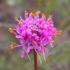 Purple prairie-clover: flower
