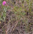 Purple prairie-clover: plant