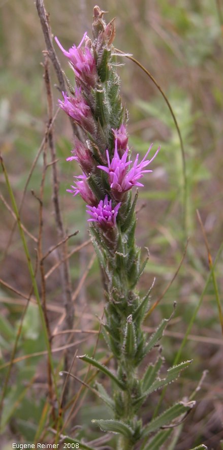 IMG 2008-Aug23 at the Jim and Marcella Towle property near Senkiw-MB:  Dotted blazing-star (Liatris punctata)