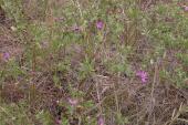 Western silvery aster=Symphyotrichum sericeum: many