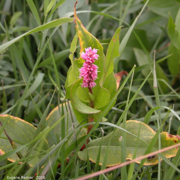IMG 2008-Aug23 at the Crow-Wing Trail near Senkiw-MB:  Smartweed (Polygonum sp) plant