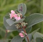 Snowberry: with flowers+buds+berries+foliage
