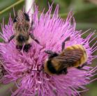 Bee: two kinds on FlodmansThistle