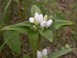 Closed gentian white-form: