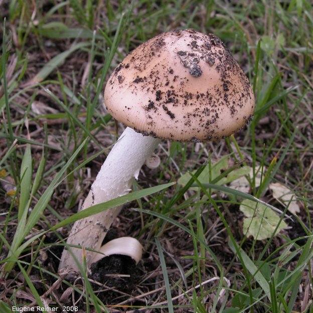 IMG 2008-Aug23 at Roseau-River-MB:  Fly-agaric mushroom (Amanita muscaria)? toadstool