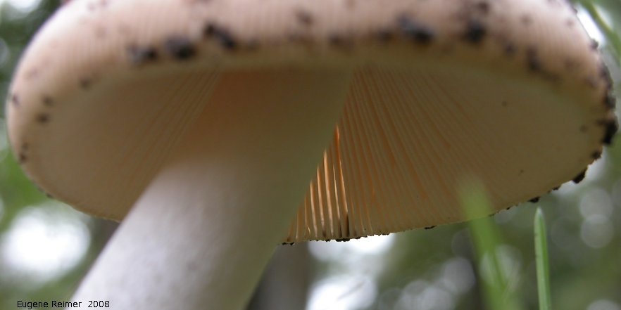 IMG 2008-Aug23 at Roseau-River-MB:  Fly-agaric mushroom (Amanita muscaria)? toadstool from below