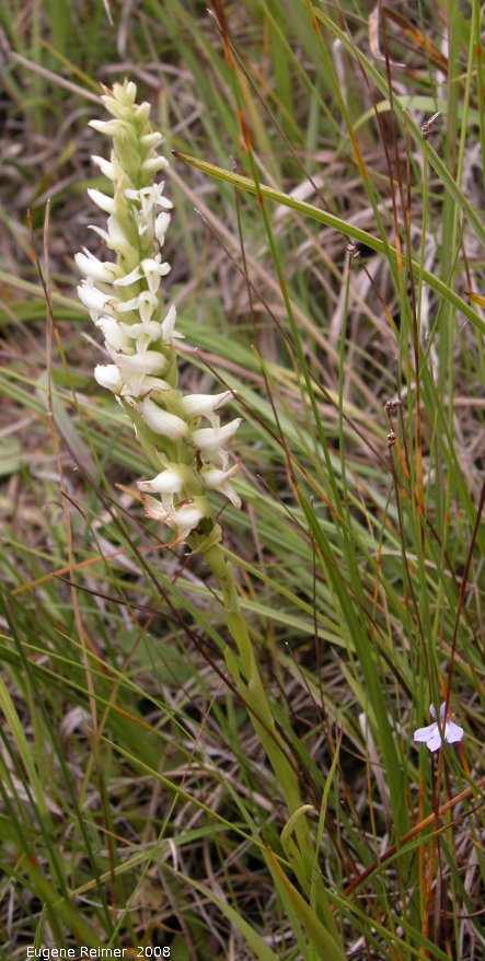 IMG 2008-Aug23 at the TGPP near Gardenton-MB:&nbsp; Hooded ladies-tresses (Spiranthes romanzoffiana)