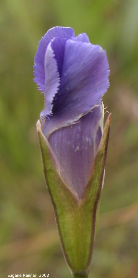 IMG 2008-Aug23 at the TGPP near Gardenton-MB:  Fringed-gentian (Gentianopsis crinita)