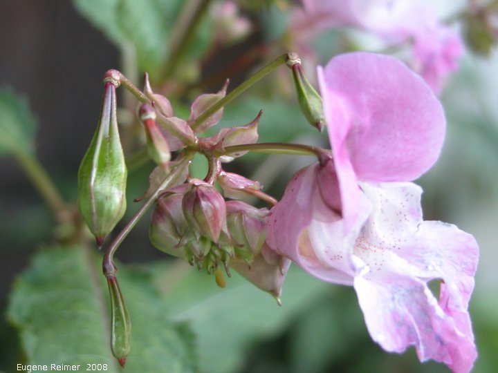IMG 2008-Aug24 at Winnipeg:&nbsp; Himalayan jewelweed (Impatiens glandulifera) pods+flower