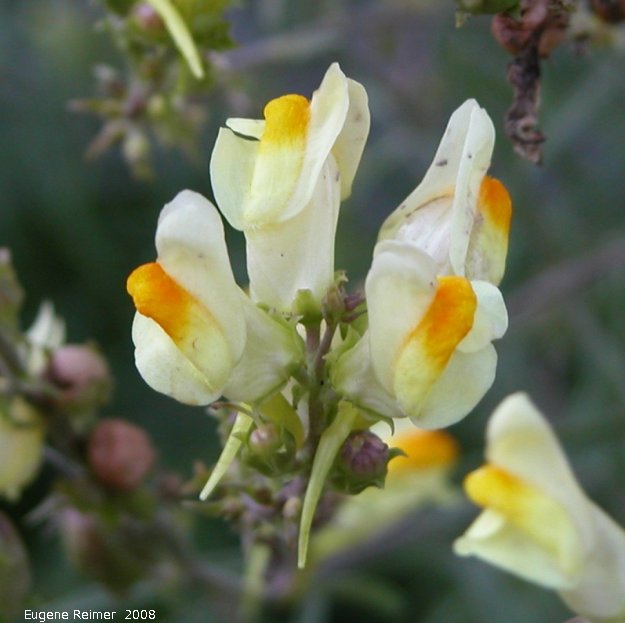 IMG 2008-Aug24 at Winnipeg:  Butter-and-eggs (Linaria vulgaris) flowers