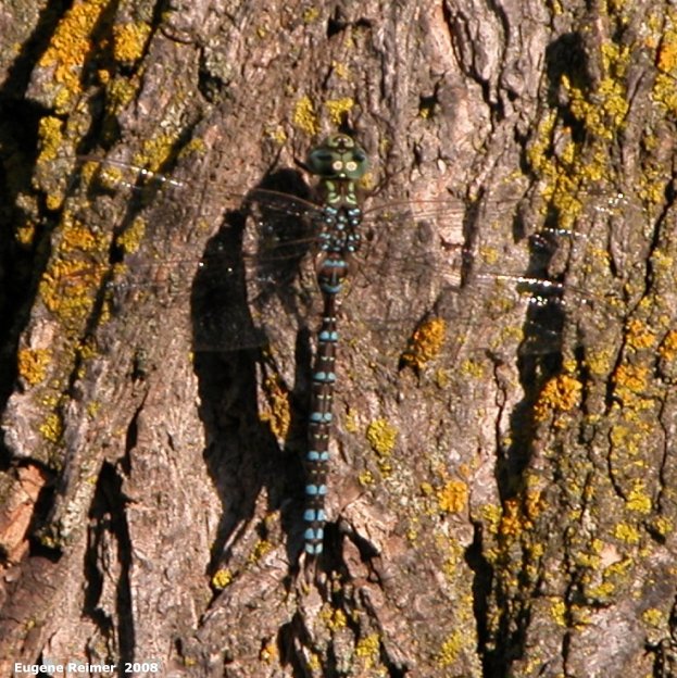 IMG 2008-Aug24 at Winnipeg:  Canada darner dragonfly (Aeshna canadensis) on American elm (Ulmus americana)