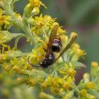 Wasp: on Goldenrod