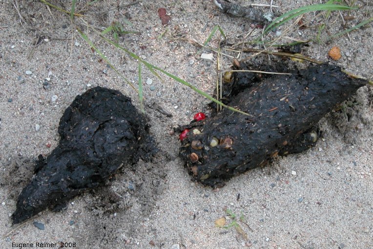 IMG 2008-Aug28 at PineyBog:  Black bear (Ursus americanus) scat with berries